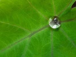 das Tröpfchen Wasser auf das Kolokasie Blatt foto