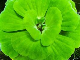 Nahaufnahme von Wasser Salat frisch und grünes Blatt foto