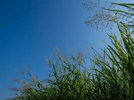 phragmites karka grasblumen im hellen sonnenlicht und flauschige wolken am blauen himmel foto