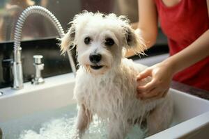 ai generiert Haustier Spa Behandlung Bichon frise mischen Sein gewaschen im Pflege Salon foto