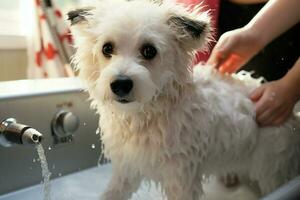 ai generiert Pistenfahrzeug badet Bichon frise mischen im Haustier Salon zum verwöhnen foto