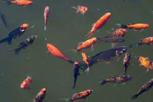 bunt Koi Fisch, Karpfen Fisch Schwimmen im das See oder Teich. foto