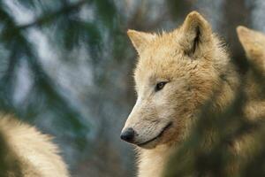 Arktis Wolf, ebenfalls bekannt wie das Weiß Wolf oder Polar- Wolf foto