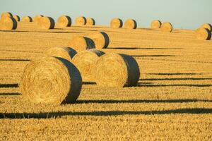 Heu Ballen auf das Feld nach Ernte. landwirtschaftlich Feld. Heu Ballen im golden Feld Landschaft. foto