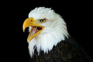 Porträt von ein kahl Adler mit ein öffnen Schnabel isoliert auf schwarz Hintergrund foto