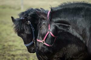 Schönheit Fohlen - - friesisch Pferd Hengst foto