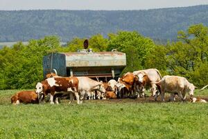 Herde von Kühe beim Frühling Grün Feld foto