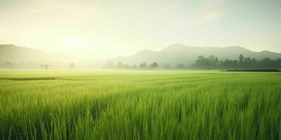 ai generiert Schnappschuss von ein Morgen Szene auf ein Reis Bauernhof foto