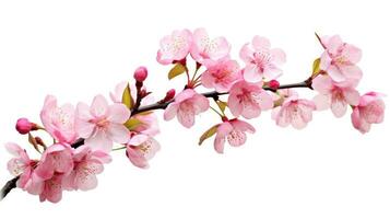 ai generiert Rosa Kirsche blühen auf Weiß Hintergrund, isoliert Sakura Baum Ast foto