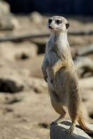 suricata Stehen auf ein bewachen. neugierig Erdmännchen foto