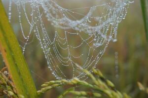 Wasser Tropfen Spinne Netz bedeckt mit funkelnd Tau Tropfen. Spinne Netz bedeckt mit Frost Reis Feld. foto