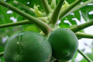 köstlich Grün roh Papayas hängend auf Papaya Baum Hintergrund. foto