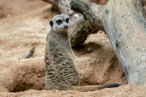 suricata Stehen auf ein bewachen. neugierig Erdmännchen foto