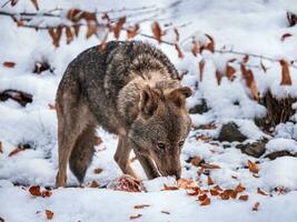 iberisch Wolf auf Schnee. foto