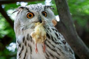 Sibirischer Uhu mit Beute im Schnabel. bubo bubo sibiricus, die größte Eule der Welt. foto