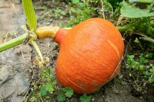 Hokkaido Kürbis im Garten. wachsend Hokkaido Kürbis auf ein Gemüse Garten. foto