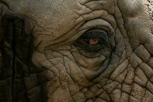 Elefant Auge. ein einzigartig aussehen in das Auge das afrikanisch Elefant. ein schließen oben von ein Elefanten Auge, Wimpern, Falten und Gesicht. foto