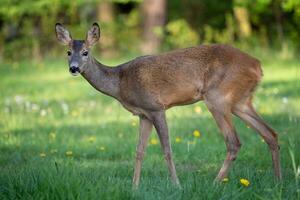 Rehe im Gras, Capreolus Capreolus. Wilde Rehe in der Frühlingsnatur. foto