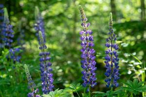 Blau Lupinen blühen im das Wiese foto