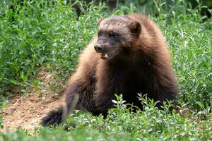 Vielfraß, gulo Gulo, Sitzung auf ein Wiese ebenfalls namens Vielfraß, Carcajou, Skunk tragen, oder Schnellschraffur foto