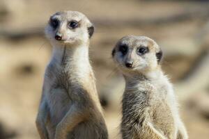 suricata Stehen auf ein bewachen. neugierig Erdmännchen foto