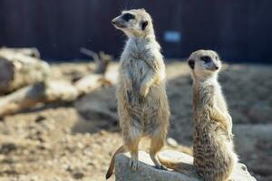 suricata Stehen auf ein bewachen. neugierig Erdmännchen foto