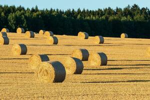 Heu Ballen auf das Feld nach Ernte. landwirtschaftlich Feld. Heu Ballen im golden Feld Landschaft. foto