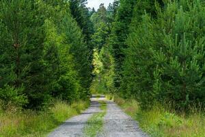 Wanderweg im Wald. Waldweg. foto