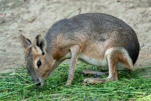 patagonisch Mara, dolichotis Patagonum, isst Gras foto