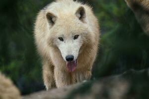 Arktis Wolf, ebenfalls bekannt wie das Weiß Wolf oder Polar- Wolf foto
