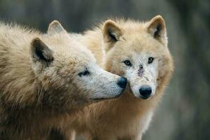 Arktis Wolf, ebenfalls bekannt wie das Weiß Wolf oder Polar- Wolf foto