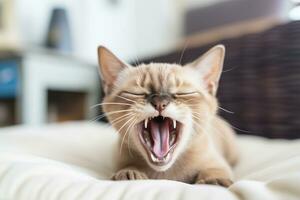 ai generiert thailändisch tonkinesisch Katze zischen im ein gemütlich Zuhause Hintergrund foto