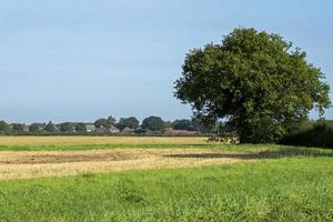 Blick über ländliche Felder zum Dorf Bishopthorpe, North Yorkshire, England? foto