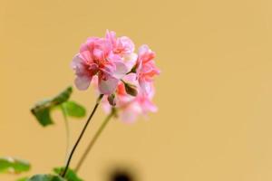 Geranienpflanze Horizont Diven Welligkeit gemischt mit fleckigen rosa Blüten foto