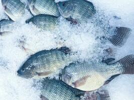 frisch Meeresfrüchte auf zerquetscht Eis, Nahansicht. gefroren roh Meer Fisch auf zerquetscht Eis Bett im das Fischmarkt Regal foto