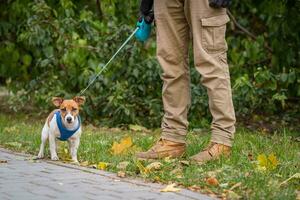 Jack Russell zum ein gehen auf ein Leine mit seine Inhaber im das Park foto