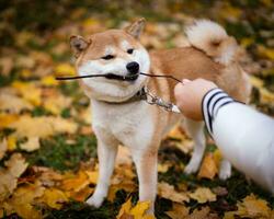 aggressiv Hund zeigt an gefährlich Zähne. aggressiv Porträt von knurrt Shiba inu Hund foto