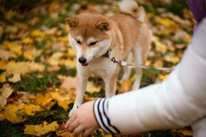 Shiba inu Spaziergänge mit seine Inhaber im das Park im Herbst foto