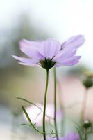 unter Rosa Cosmo Blume und verwischen Hintergrund foto