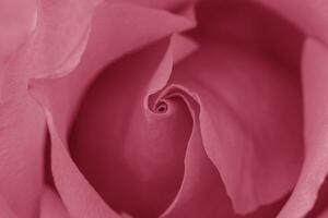 Rosa Rose Blume schließen oben zum Hintergrund und Sanft Fokus horizontal gestalten viva Magenta Farbe von das Jahr 2023 foto