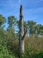 wertvoll Stehen Totholz Baum im Urdenbacher kämpe Natur Reserve, Rhein Fluss Überschwemmungsgebiet, Düsseldorf-Urdenbach, Deutschland foto