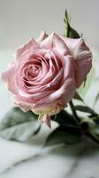 ai generiert Rosa Rose Blume auf Weiß Hintergrund. foto