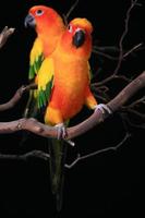 Sonnensittich Papageien mit einem Blick auf den Betrachter foto