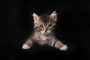 Maincoon-Kätzchen mit großen Augen foto