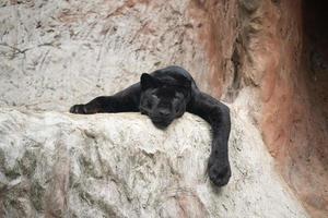 fauler schwarzer panther foto