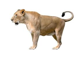 weiblicher Löwe zu Fuß isoliert auf weißem Hintergrund foto
