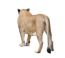weiblicher Löwe zu Fuß isoliert auf weißem Hintergrund foto