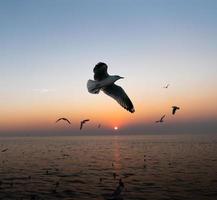 Möwen fliegen bei Sonnenuntergang über das Meer foto