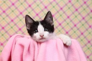neugieriges Kätzchen auf einem rosa weichen Hintergrund