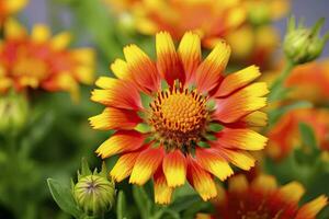 ai generiert Gaillardia oder Decke Blume. hell und bunt Schatten von warm Töne. ai generiert foto